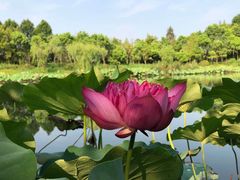 -上海怡沁园度假酒店
