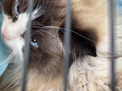 -爱佳宠物中心医院24H·CT·骨外科·猫专科(瑶海万达店)