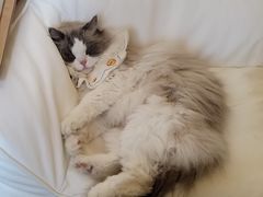 -滚猫咖啡·猫咖·猫友好撸猫(未来城店)