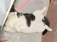 -欣宠猫屋·矮脚拿破仑·蓝金金渐层