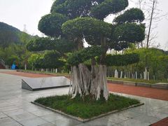 -铁山坪森林公园