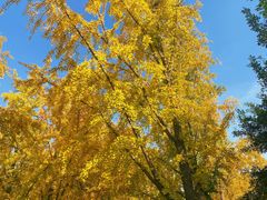 -三里屯东五街银杏大道