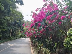 -深圳仙湖植物园
