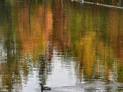 -白鹭湾湿地公园