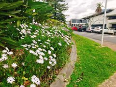 -Takapuna Beach Cafe