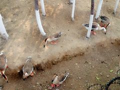 -长白岛森林公园