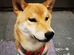 -宠福鑫康馨动物医院·骨科·眼科