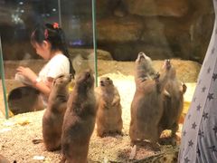-Mr·Kuma酷么先生雪之乐园
