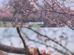 -无锡梅园公园