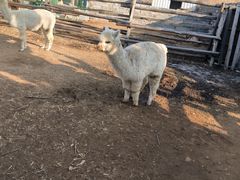 -清风小镇闯关东影视基地