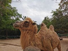 -海南热带野生动植物园