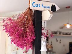 -海边的猫和咖啡馆