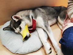 -Husky Go! 哈士奇体验馆·宠物咖啡厅狗咖