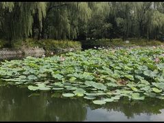 -望湖公园