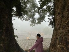 -杨家堂村