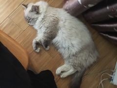 -艾贝尔宠物医院·狂犬免疫点(江山金象城店)