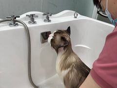 -爱洗澡的猫(望京店)