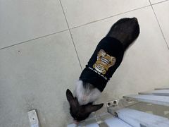 -怪兽屋·羊驼·猫咖·狗咖(俊华广场店)