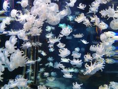 -太平洋海底世界