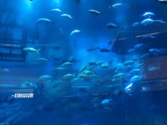 -迪拜水族馆及水下动物园