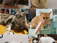 -猫小院猫主题餐厅(三里屯店)