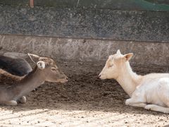 -青藏高原野生动物园