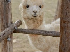-泉州海丝野生动物世界