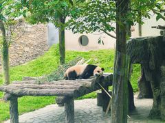 -卧龙中华大熊猫苑神树坪基地
