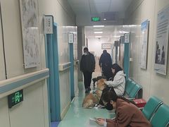 -北京观赏动物医院·24小时大型综合·猫专科·异宠专科