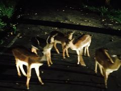 -清迈夜间动物园