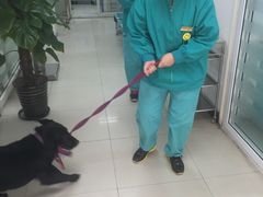 北京康乐宝动物医院-康乐宝动物医院