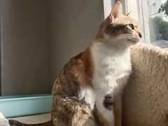 -伟伟宠物医院·CT影像中心·瑞派犬猫综合性门诊(汉口总院)