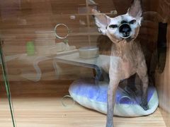 -喵百万·布偶·蓝金金渐层英短·猫舍(百子湾店)