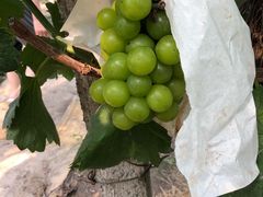 -马陆小张葡萄园农家乐