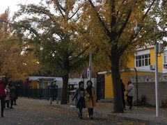 -三里屯东五街银杏大道
