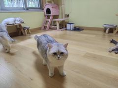 -Meowの猫咖(万家丽店)