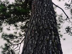 -海南热带雨林国家公园吊罗山景区