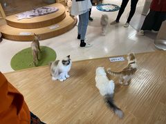 -猫和宫(六道口店)