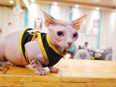 -猫小院猫主题咖啡厅(北锣店)