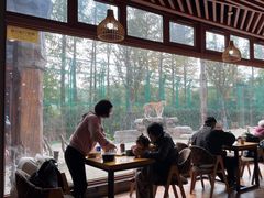 -上海野生动物园老虎餐厅