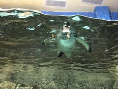 -成都浩海立方海洋公园