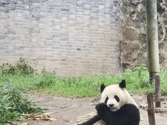-都江堰中华大熊猫苑