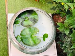 -秦美花卉(天朗·莱茵小城2期店)