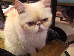 -猫色咖啡·猫咖