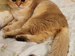 -北京观赏动物医院·24小时大型综合·猫专科·异宠专科
