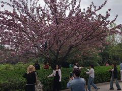 -西安青龙寺遗址景区