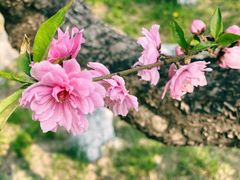 -海棠花溪(元大都城垣遗址公园)