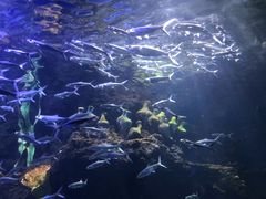 -华夏文旅海洋公园