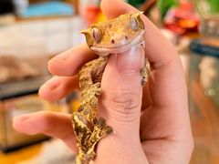 -吉丁鸟咖·异宠·寄养