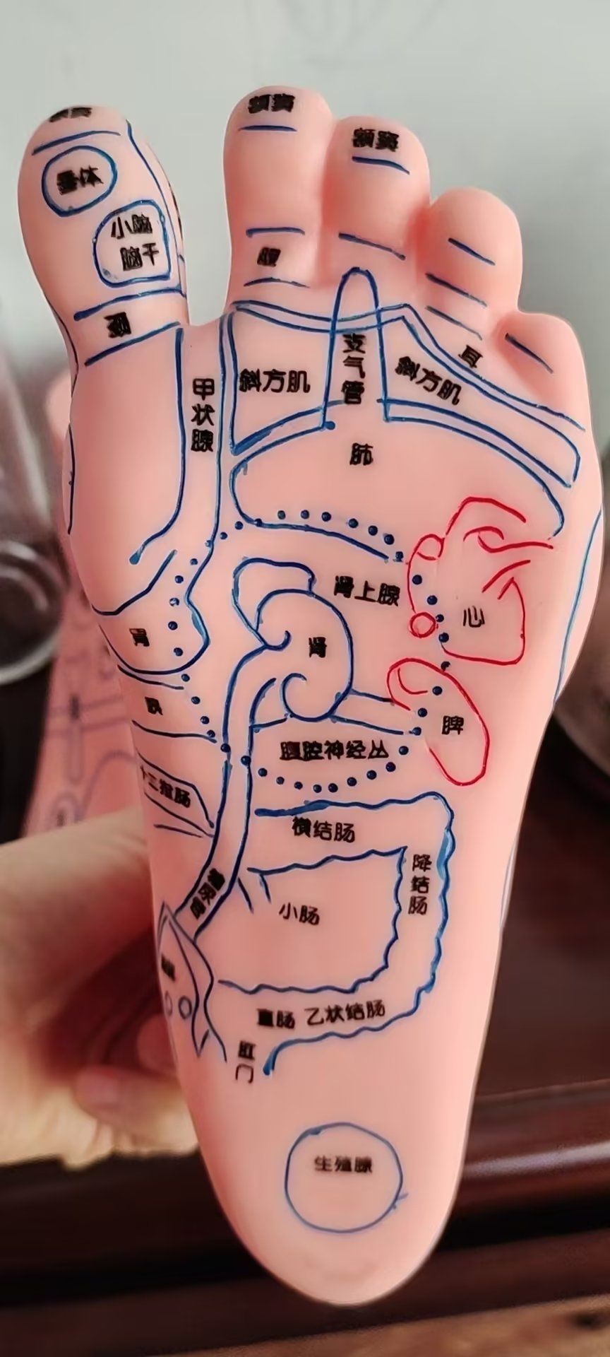 看看静脉曲张图